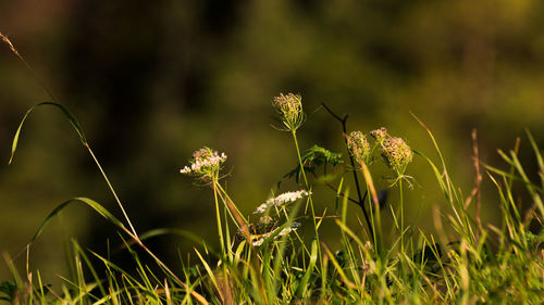 Close-up of flowering plants on field