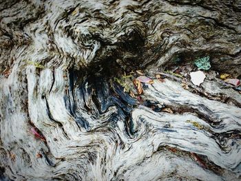 Full frame shot of tree trunk