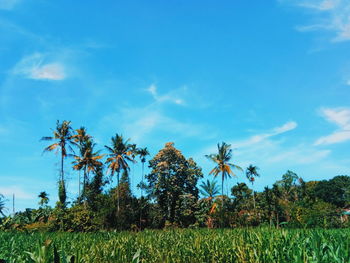 Trees growing on field against blue sky