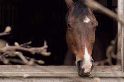 Close-up of horse in stable