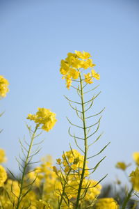 Low angle view of yellow flowering plant against clear sky