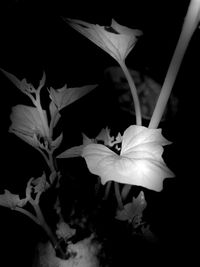 Close-up of day lily blooming outdoors