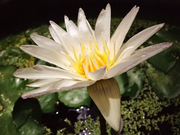 Close-up of white flower