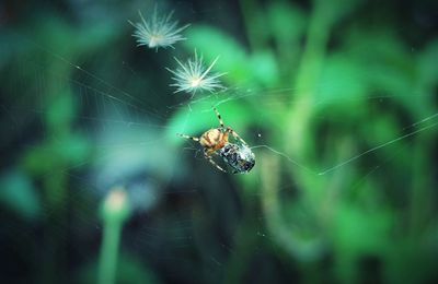 Close-up of spider on web