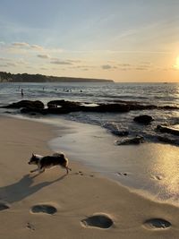 View of dog at beach during sunset