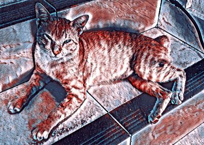High angle view of tabby cat on wall