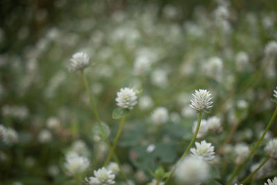 Close-up of white flowering plants on field