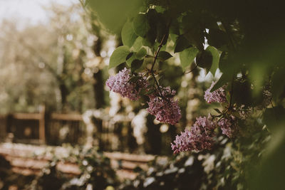 Close-up of purple flowering plant