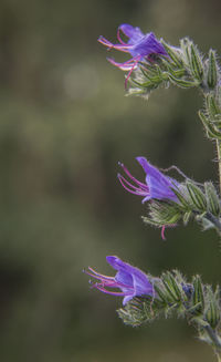 Close-up of purple flowering plant