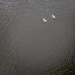 Birds in water