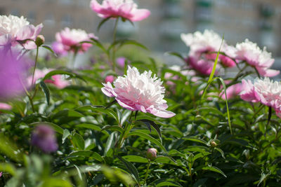 Close-up of pink flowering plants