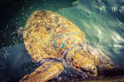 Close-up of turtle in sea