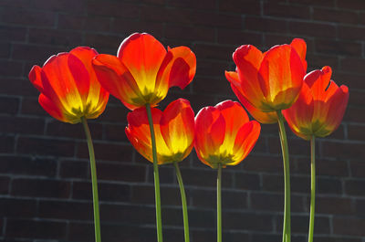 Orange tulips blooming outdoors