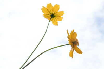 Close-up of yellow flowering plant against sky