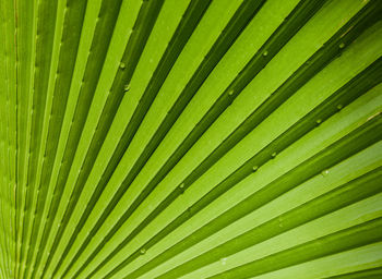 Full frame shot of palm tree leaves