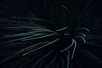 Close-up of flowering plant against black background