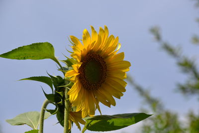 Low angle view of sunflower blooming against sky