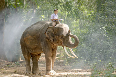 Man riding elephant standing on land