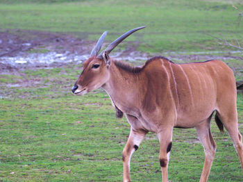 Gazelle standing in a field