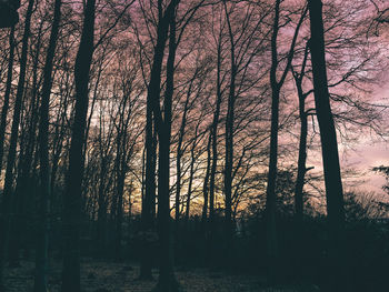 Trees in forest against sky