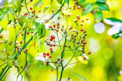 Close-up of berries growing on tree