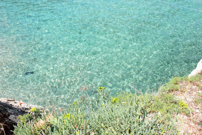 High angle view of plants on beach