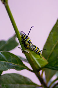 Close-up of insect on leaf