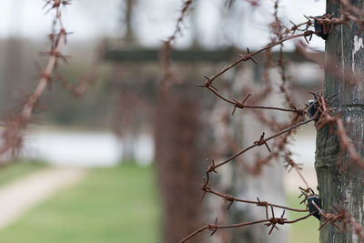Close-up of a rusty barbed wire fence surrounding a concentration and extermination camp