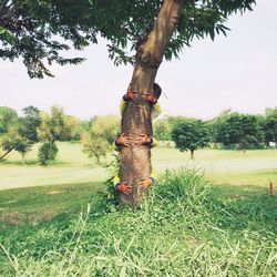 Trees on grassy field