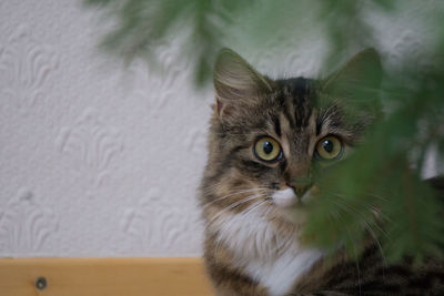 Close-up portrait of cat