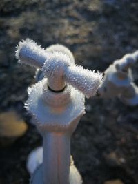 Close-up of frozen plant on land