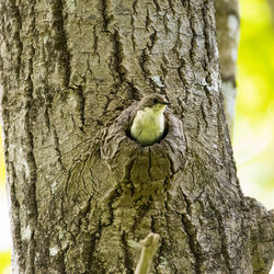 Close-up of a bird perching on tree trunk