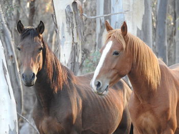 Portrait of a horse