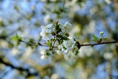 Close-up of white cherry blossom tree
