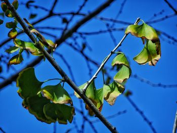Low angle view of plant against blue sky