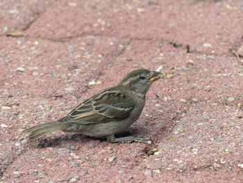 High angle view of a bird