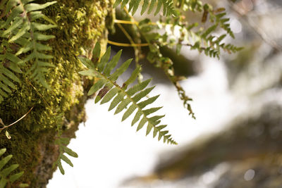 Close-up of pine tree leaves