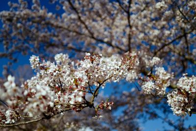 Close-up of cherry blossoms against sky