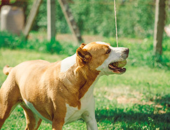 Close-up of dog standing on grass