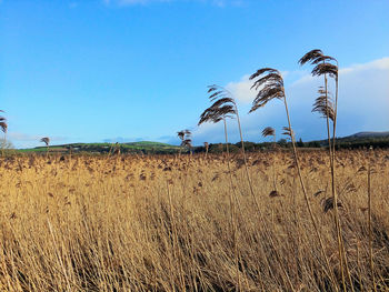 Plants growing on field against sky