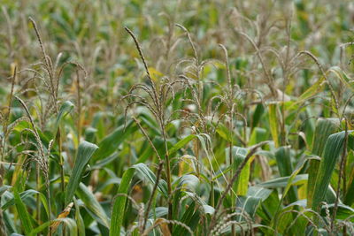 Close-up of wheat growing on field