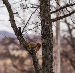 Close-up of lizard on tree