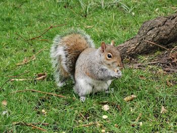 High angle view of squirrel on field