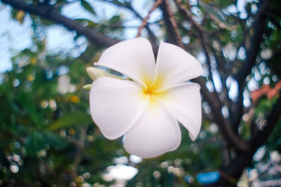 Close-up of frangipani blooming on tree