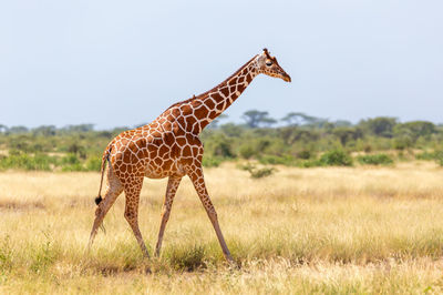 Giraffe in a field