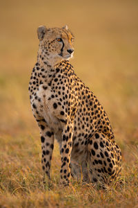 Cheetah on field