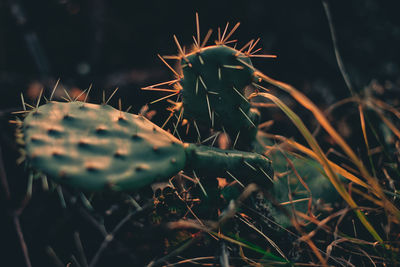 Close-up of prickly pear cactus