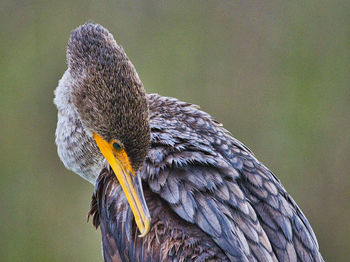 Close-up of cormorant bird preening at murrells inlet, sc