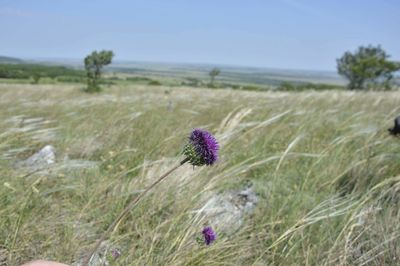Close-up of thistle flowers growing in field