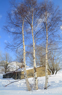 Bare trees on snow covered field against sky